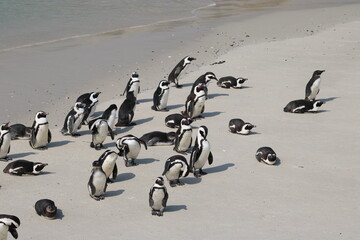 African penguins