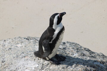 Obraz premium African penguins