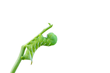 Tobacco Hornworm, Manduca sexta, a green caterpillar in late larvae stage, closeup on tomato stem