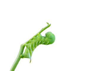 Tobacco Hornworm, Manduca sexta, a green caterpillar in late larvae stage, closeup on tomato stem
