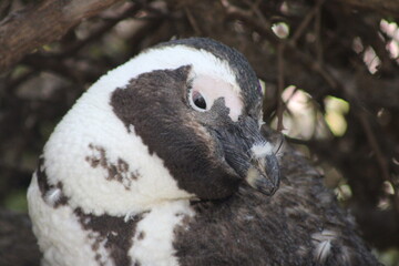 African penguins