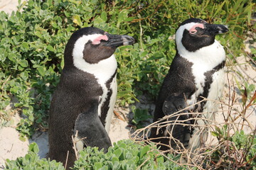 Obraz premium African penguins