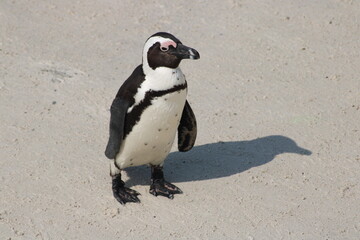 Obraz premium African penguins