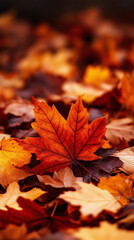 Rustic Autumn Setting with Vibrant Leaf on the Ground