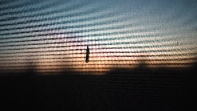 Mosquito on a mosquito net. Mosquito insect.  Mosquito insect. Soft focus variable
