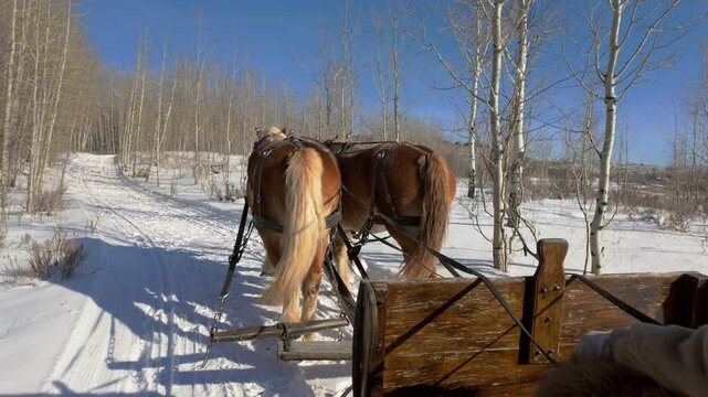 Draft Horses Start Trotting as they pull sleigh in Montana