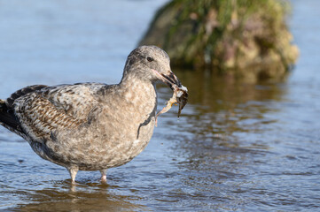 Side profile photo of a gull standing in water holding food in its beak.