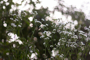 flowers in the grass