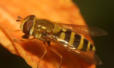 fly on a flower