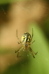 spider on the web