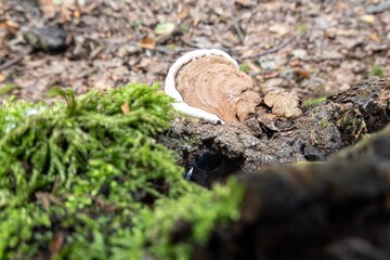 Artist's Conk (Ganoderma applanatum) fungus on tree in forest