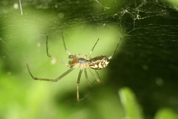 spider on a web