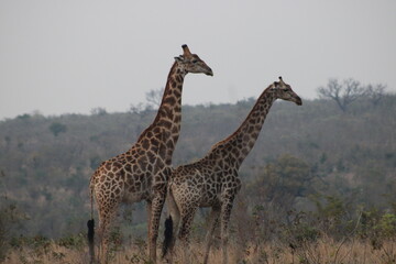 African giraffe