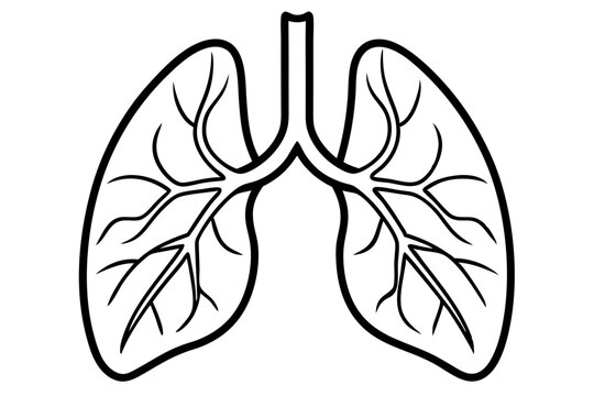 recommend clip art: Human lungs line art vector illustration 
                    