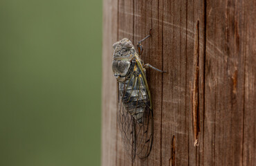 cicada vertically on a tree close-up