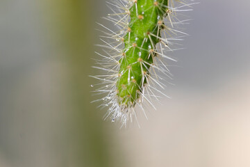 Cactus con gotas de agua