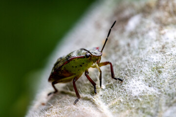green beetle on leaf close up