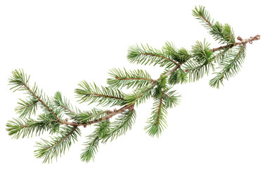 PNG Evergreen branch with pine needles