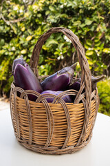 Eggplant in the basket, freshly picked from the garden. Italian Food