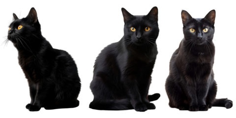 Set of black cat, isolated on transparent white background