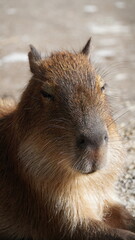Capybara animal kapibara Łódź Zoo Poland