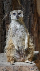 meerkat on the lookout Zoo Łódź