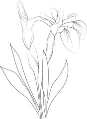 Minimalist allamanda cathartica tattoo drawings, allamanda cathartica flower coloring pages for kids, hand-drawn iris flowers, small iris flowers tattoo drawings flags flower