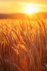 Obraz premium A breathtaking wheat field bathed in the golden hues of sunset, showcasing the wonders of the golden hour and the peaceful moment as day transitions to night.