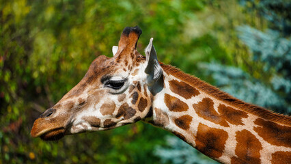 giraffe in zoo Łódź Zoo Orientarium Poland
