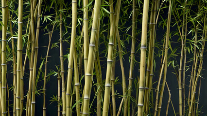 Obraz premium bamboo forest background