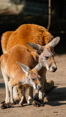 kangaroo with baby in the Zoo Łódź Poland