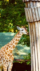 Small giraffe in zoo Łódź Zoo Orientarium Poland