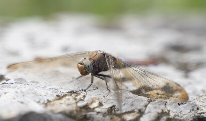 macro photography of a dragonfly
