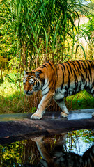 tiger in the zoo Orientarium Zoo Łódź