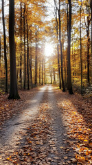 Obraz premium Sunlit Autumn Pathway through Forest