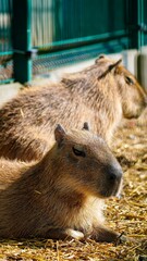 Capybara animal kapibara Łódź Zoo Poland