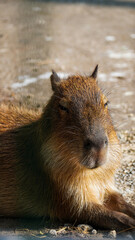 Capybara animal kapibara Łódź Zoo Poland