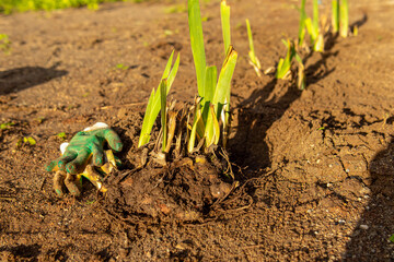 Iris bulbs with roots, gardening gloves on ground. Transplanting irises