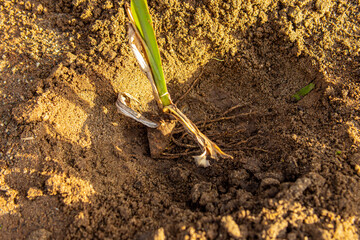 Iris bulb in hole on the ground. Preparing soil for planting flowers 