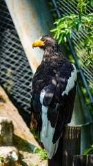 golden eagle in the zoo Poland Orientarium Zoo Łódź