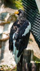 golden eagle in the zoo Poland Orientarium Zoo Łódź