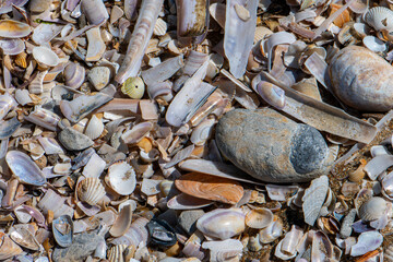 débris de coquillages