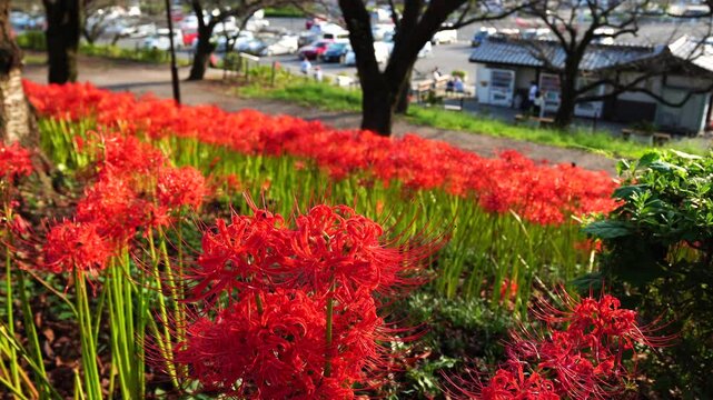 Red spider lilies&nbsp;(Lycoris radiata) at Satte's&nbsp;Gongendo Park in Saitama Prefecture