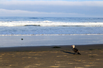 Heermann's gull at the edge of wet sand and rolling ocean waves of Pacific Beach in the early morning, Southern California