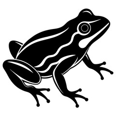 frog on white background