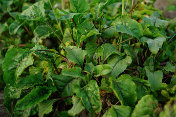  Fresh green leaves of beetroot in the garden. Beets in the garden. large red sugar beet