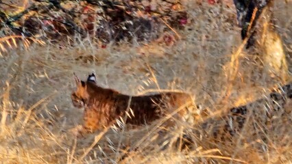 bobcat
