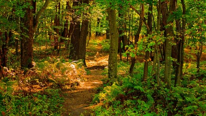 The natural path in the forest