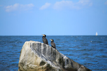A couple of Cormorants on a rock on the cliff 