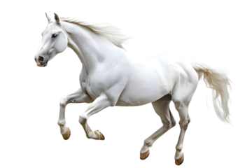 White stallion run gallop isolated on transparent background. Arabian horse
